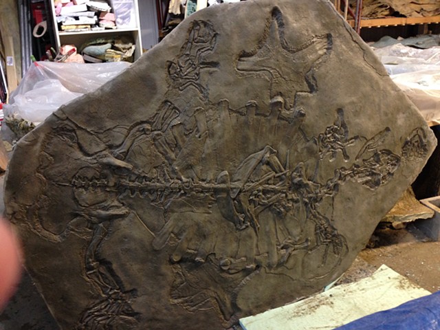 Marine Turtle Fossil Replica (in progress)