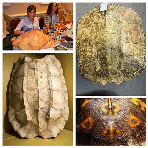Chelonian Shell Replicas