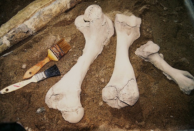 Bone Replicas