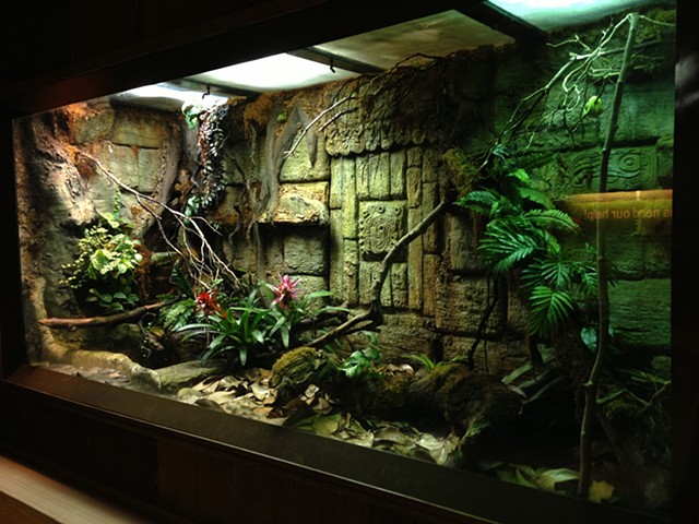 Mayan Ruin; Boa Constrictor and Poison Dart Frogs