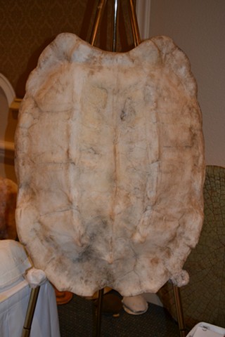 Snapping Turtle Shell Replica; Turtle Survival Alliance (TSA) Conference