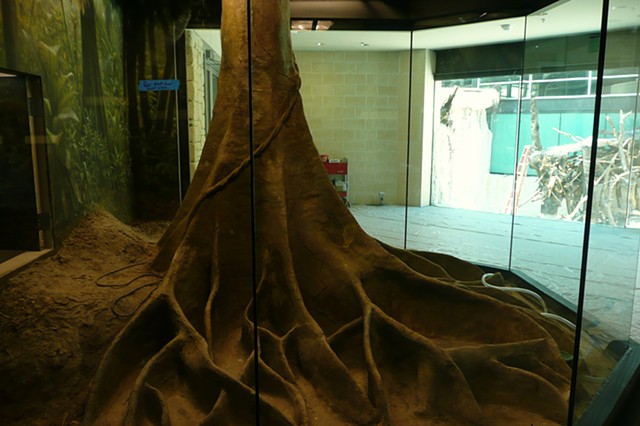 Museum of Living Art, Fort Worth Zoo; Boa Constrictor Exhibit