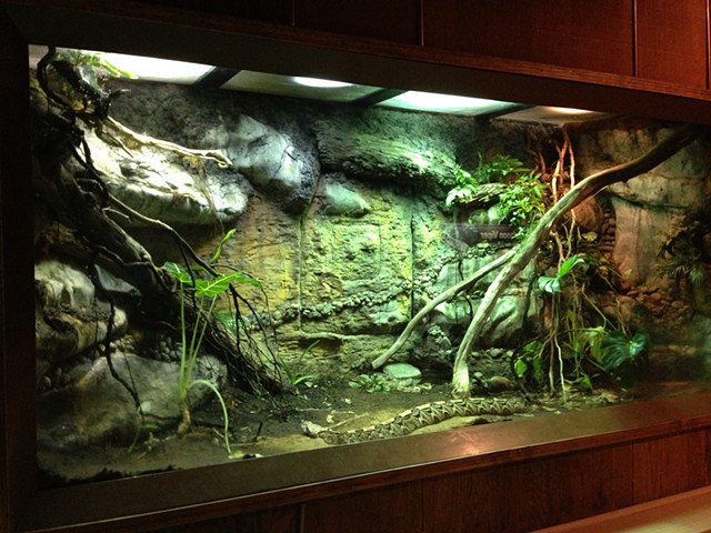 Fresno Chaffee Zoo, Gaboon Viper Exhibit