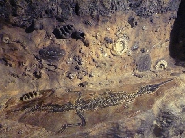 Geologic Rock and Fossil Formation; San Antonio Zoo