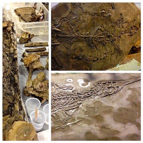 Fossil Compilation